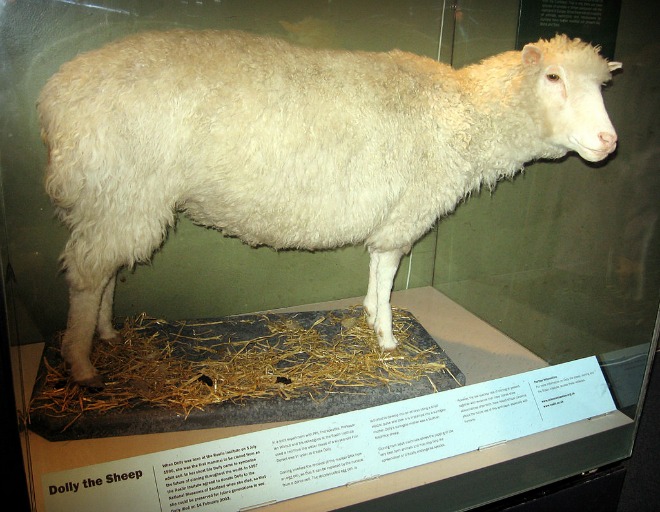 Dolly (1996. július 5. – 2003. február 14.) egy nőstény birka volt, a világ első klónozott emlőse.