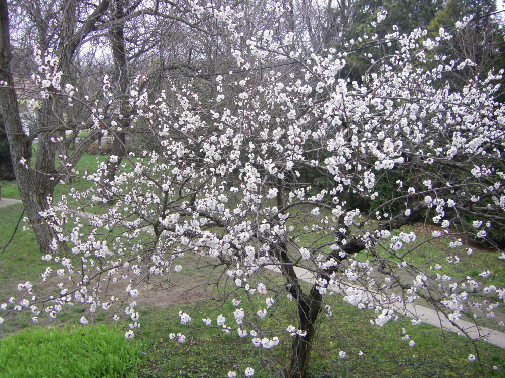 390_pecs_szent_istvan_udvar