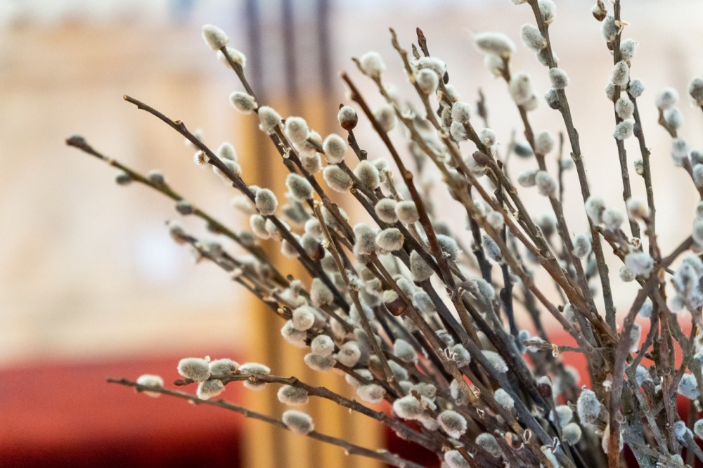 imgi_62_766_2024_03_24_dzsami_02