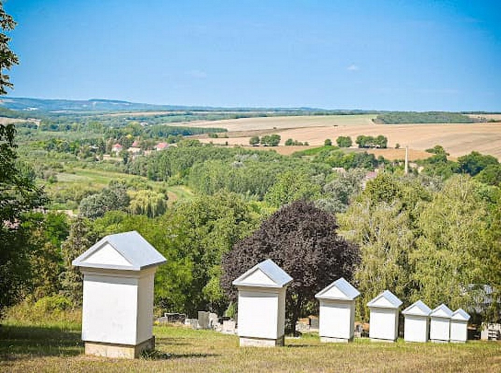 429_kisdorog_keresztut_1