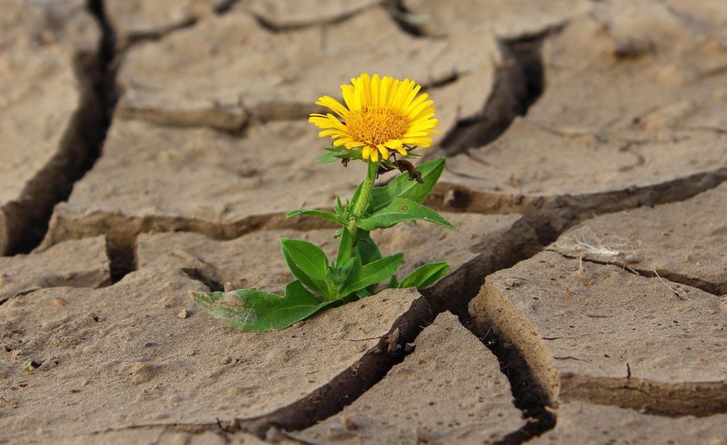 teremtésvédelmi_imanap