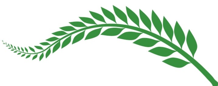 wheat-1133859_960_720