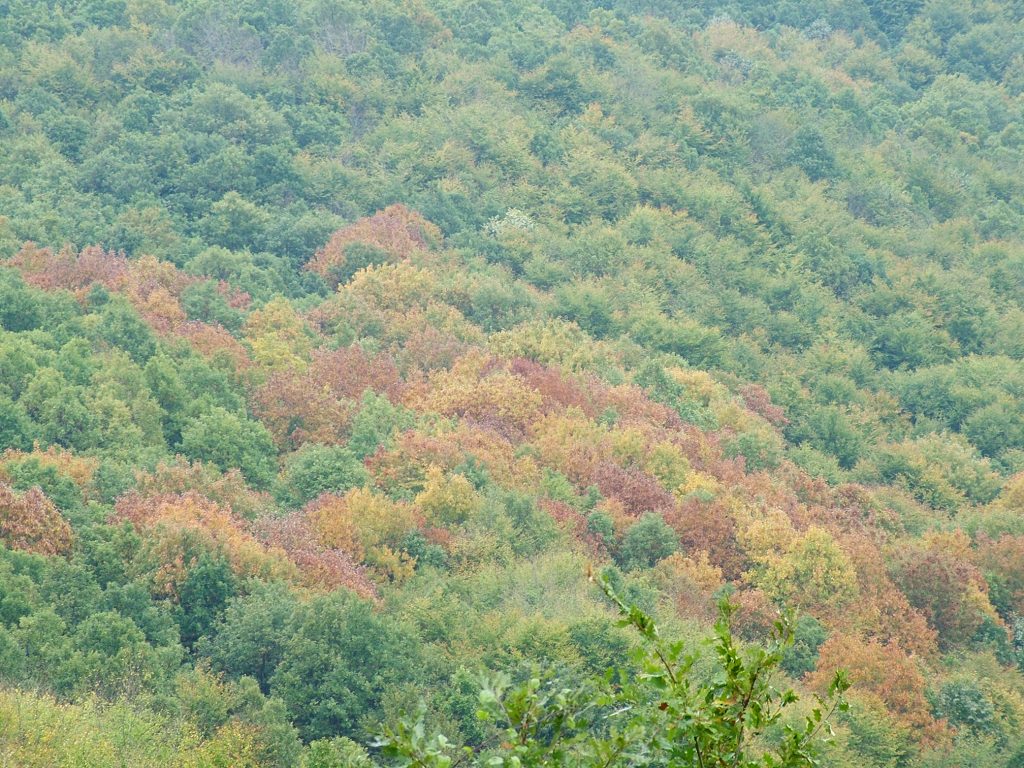 Mecsek2